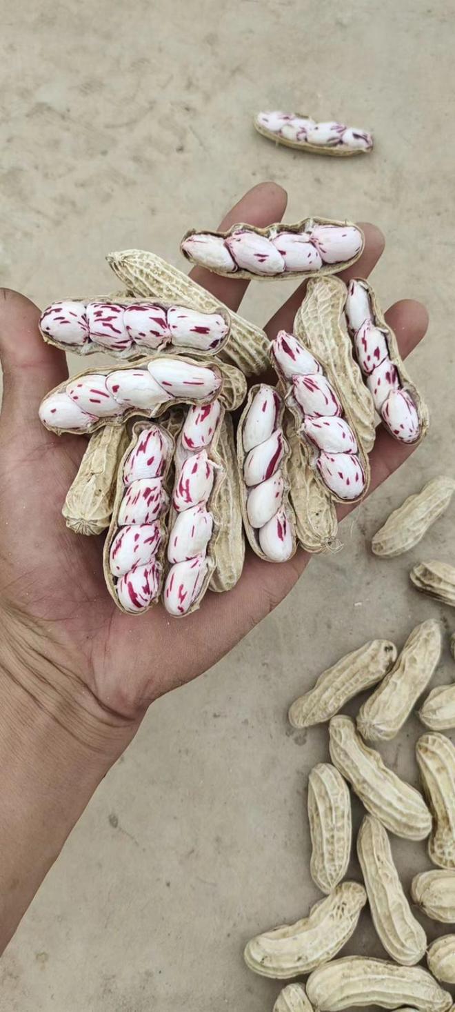 信七彩花生：盐焗阳光下的非遗风味PG麻将胡了免费试玩模拟器广东忠